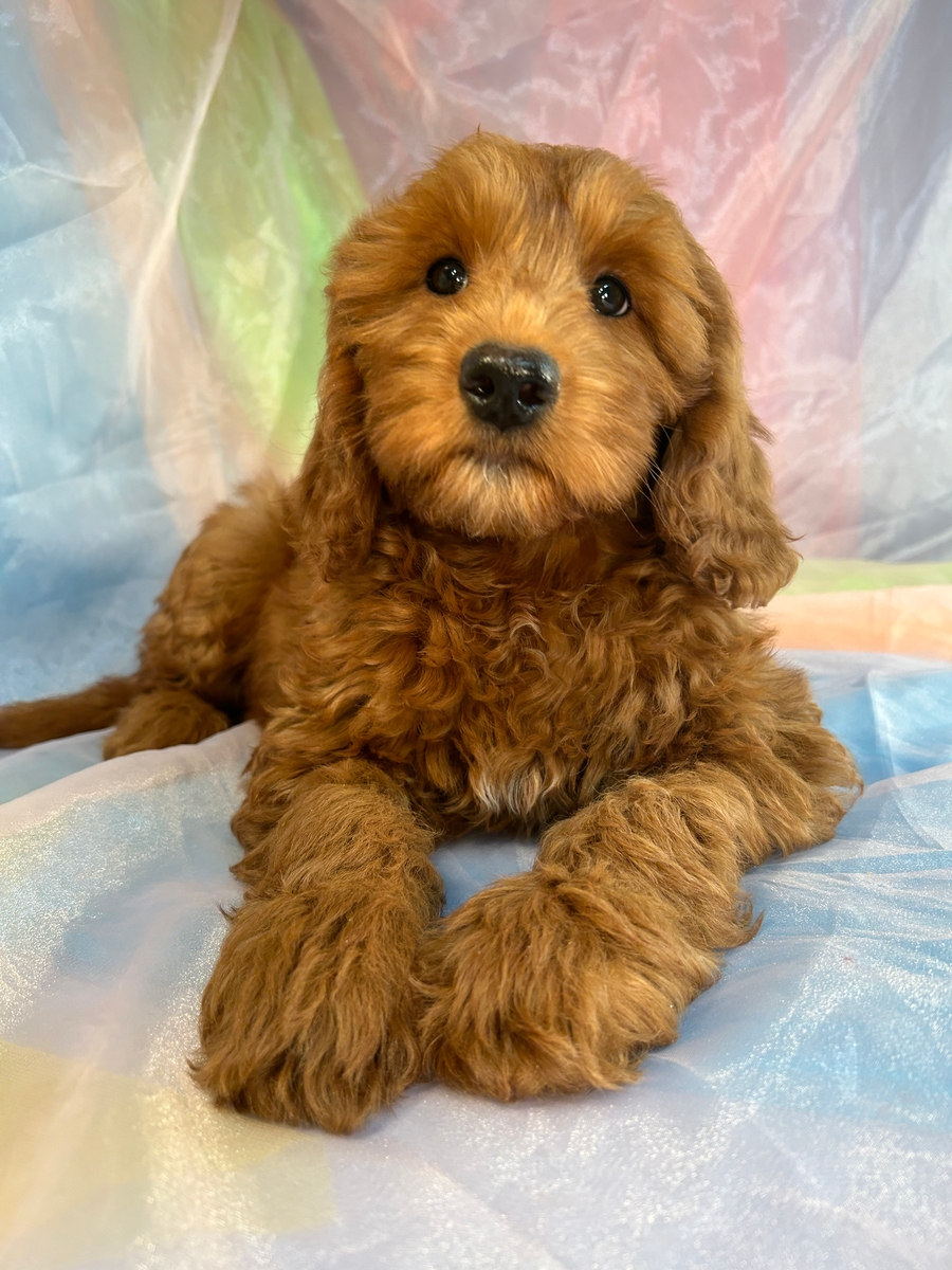 Dark Red Female Mini Bernedoodle Puppy for Sale DOB 1-25-2023